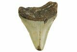 Juvenile Megalodon Tooth - North Carolina #361673-1